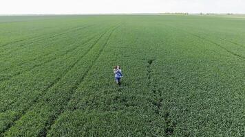 Young woman with her son playing on the field of green wheat. Wa photo