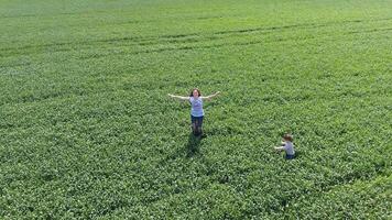 Young woman with her son playing on the field of green wheat. Walking in the open air. Video from the drone. photo