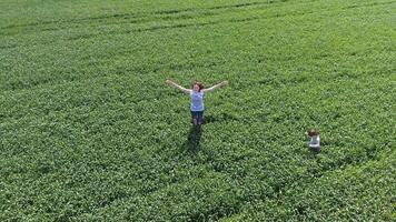 Young woman with her son playing on the field of green wheat. Walking in the open air. Video from the drone. photo