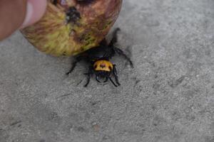 Megascolia maculata. The mammoth wasp. photo