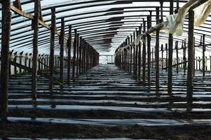 Greenhouses made of polymer film. Early spring in the garden greenhouses photo