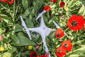 Quadrocopter DJI Phantom 4 is located on a meadow with red tulip flowers. photo