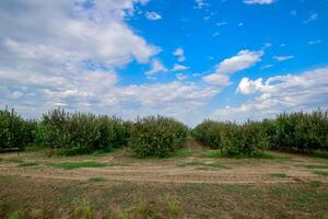 Apple orchard. Rows of trees and the fruit of the ground under the trees photo