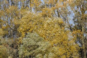 Autumn poplar trees shed their leaves. Fall in nature photo