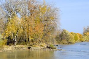 otoño paisaje. río banco con otoño arboles álamos en el si foto