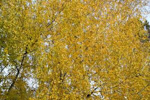 Yellow leaves on birch branches. Autumn came to the birch grove photo