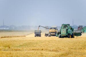 Harvesting wheat with a combine harvester. photo