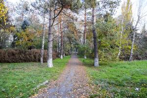 el camino esparcido con otoño amarillo hojas de arboles otoño callejón foto