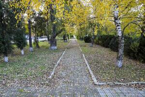 The path strewn with autumn yellow leaves of trees. Autumn alley photo