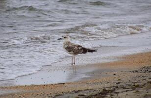 Common gulls on the beach. Seagulls looking for food photo