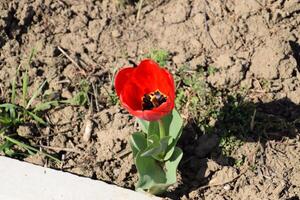 Red tulips bloom in the flowerbed. Flowering of tulips. photo