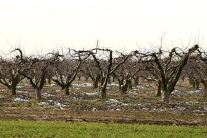 Cropped trees in the apple orchard photo