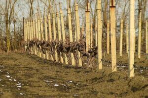 Young vineyard field photo