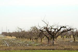 recortado arboles en el manzana huerta foto