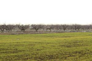 Cropped trees in the apple orchard photo