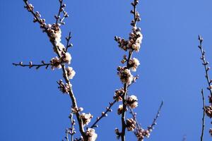 Spring flowering trees. Pollination of flowers of apricot. Bloom photo