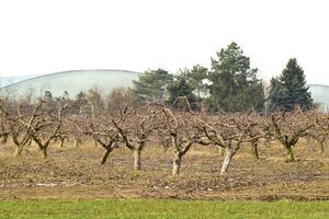 Cropped trees in the apple orchard photo