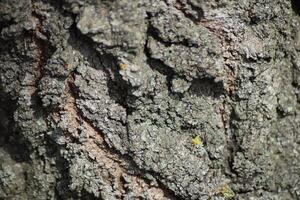 Background from tree bark photo