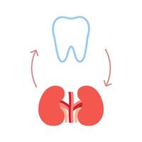 Connection of healthy teeth and kidneys. Relation health of human kidneys and tooth. Renal and chewing unity. Vector illustration
