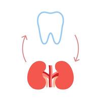 Connection of healthy teeth and kidneys. Relation health of human kidneys and tooth. Renal and chewing unity. Vector illustration