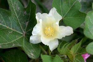 A white coton flower with green leaves and yellow center photo
