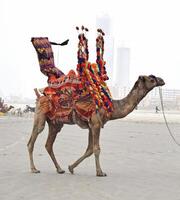 a camel with colorful decorations photo