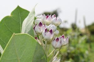 a close up of a plant with purple flowers photo