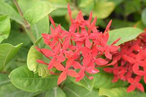 a close up of a flower with red petals photo