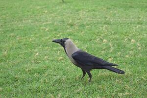 Close-up portrait of hooded crow on the lawn at spring day photo