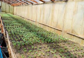 plántulas de tomate. creciente Tomates en el invernadero foto