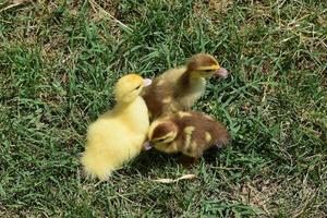 Ducklings of a musky duck photo