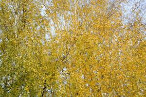 Yellow leaves on birch branches. Autumn came to the birch grove photo