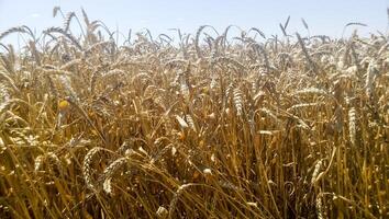 trigo campos. verano en el campo. agricultura en kuban. foto