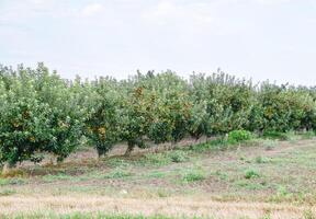 Apple orchard. Rows of trees and the fruit of the ground under the trees photo