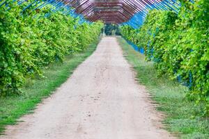 A large shed is a gazebo made of metal rods along a dirt road. photo