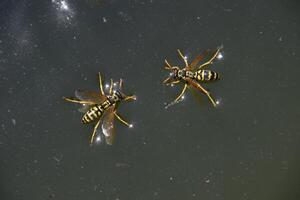 Wasps Polistes drink water. Wasps drink water from the pan, swim on the surface of the water, do not sink. photo