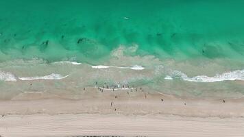 surfing canoe life saving turquoise sea scarborough beach perth aerial 4k video