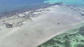 Menschen Gehen im flach Wasser mit Hunde Türkis Meer Paradies Untiefen Reservieren Perth 4k Antenne video