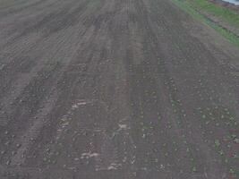 Top view of a field of sunflower seedlings photo