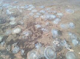 Dead jellyfish in the shallow waters of seashore. Jellyfish Rhizostomeae photo