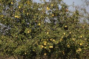 membrillo frutas en el ramas de árbol, tarde otoño en el jardín, tarde membrillo frutas foto