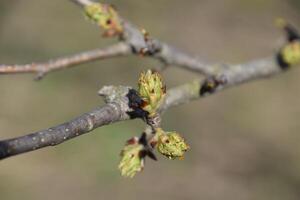 Blossoming buds of pear tree. Dissolve kidney pears photo