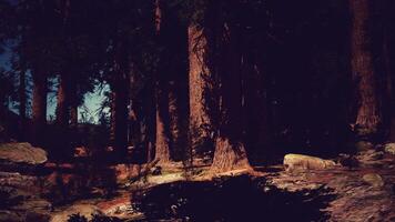 Sequoia trees bathed in the last light of day video