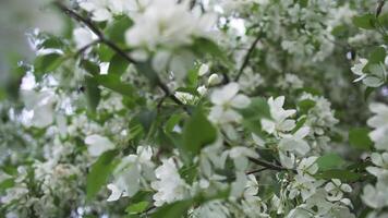 fioritura albero nel primavera stagione, vicino su per bianca fiori su il albero ramo. azione filmato. bellissimo bianca Mela albero fiori succhiotto nel il vento, natura concetto. video