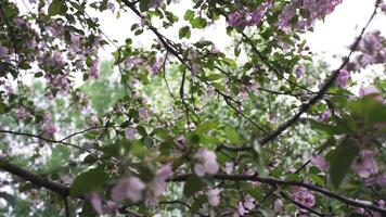 vicino su per ramo di rosa Mela fiori nel primavera volta. il Mela albero è nel fioritura. azione filmato. Mela albero, malus domestica nel pieno dolce rosa fioritura nel il parco. video