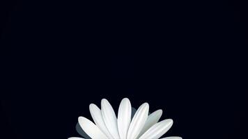 Beautiful, rotating, abstract chamomile flower moving bottom up, isolated on black background. Spinning white daisy flower bud, top view. video