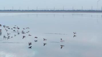 aéreo para vôo selvagem patos acima a lago em azul céu fundo. tomada. lindo rebanho do pássaros subindo acima a lago sobre a céu. video
