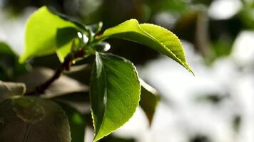 de cerca de un hoja y agua gotas en eso antecedentes. agua gotas en verde hoja video