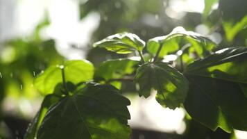 fechar acima para verde plantas rega dentro estufa. água gotas queda em verde folhas dentro vegetal jardim. video