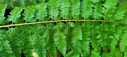 imagen de tropical plátano hoja y otro plantas en medio de naturaleza en el playa foto